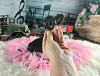 Vanillas black girl. Hand Delivery , a female Chihuahua for sale in Carthage, TX – 3 of 9