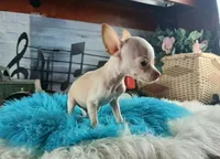 Vanillas cream teacup boy. Hand Delivery , a male Chihuahua for sale in Carthage, TX – 5 of 10