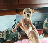 Vanillas fawn teacup girl. Hand Delivery , a female Chihuahua for sale in Carthage, TX – 3 of 10