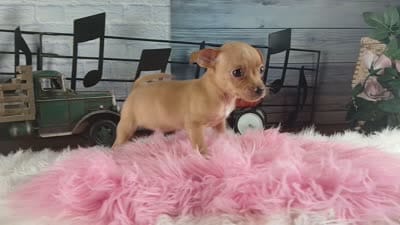 Red fawn girl chi. Hand delivery , a female Chihuahua for sale in Carthage, TX – 6 of 6