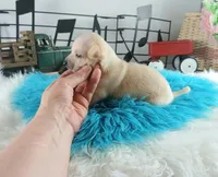 Nationwide delivery-Ceces cream boy, a male Chihuahua for sale in Carthage, TX – Photo 4 of 6