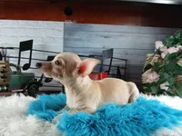 Nationwide delivery-Ceces cream boy, a male Chihuahua for sale in Carthage, TX – Photo 4 of 4