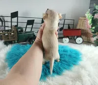 Nationwide delivery-Ceces cream boy, a male Chihuahua for sale in Carthage, TX – Photo 2 of 6