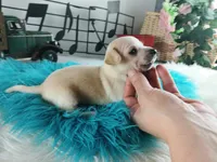 Nationwide delivery-Ceces cream boy, a male Chihuahua for sale in Carthage, TX – Photo 6 of 6