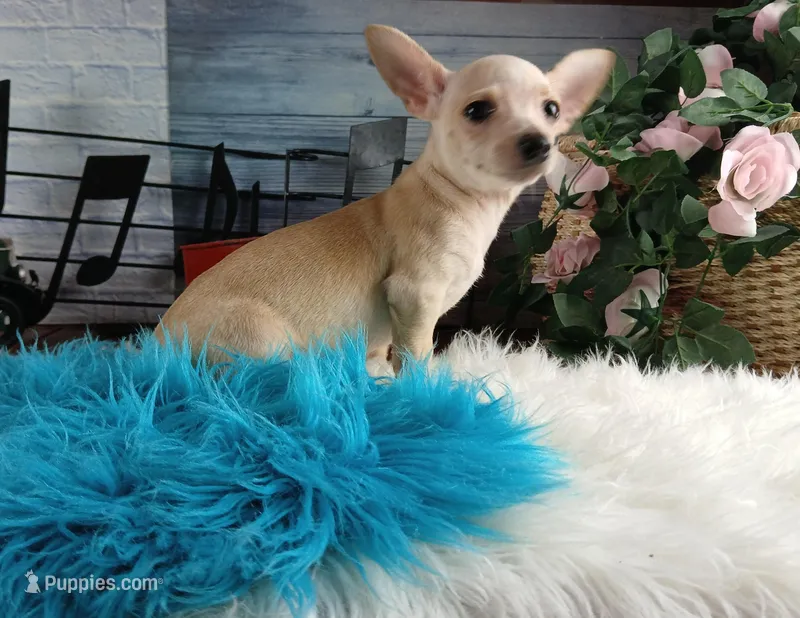 Nationwide delivery-Ceces cream boy – Chihuahua puppy for sale in Carthage, TX