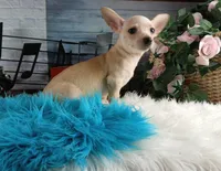 Nationwide delivery-Ceces cream boy, a male Chihuahua for sale in Carthage, TX – Photo 1 of 4