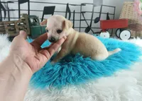 Nationwide delivery-Ceces cream boy, a male Chihuahua for sale in Carthage, TX – Photo 3 of 6