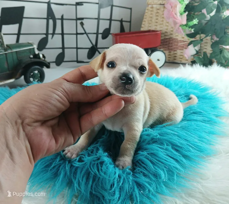 Nationwide delivery-Ceces cream boy, a male Chihuahua for sale in Carthage, TX – Photo 1 of 6