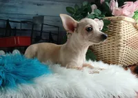 Nationwide delivery-Ceces cream boy, a male Chihuahua for sale in Carthage, TX – Photo 3 of 4