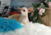 Nationwide delivery-Ceces cream boy, a male Chihuahua for sale in Carthage, TX – Photo 2 of 4