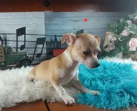 Popcorns red dot male. Hand delivery, a male Chihuahua for sale in Carthage, TX – 3 of 7