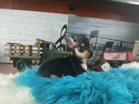 Haleys blk and tan boy. Hand Delivery , a male Chihuahua for sale in Carthage, TX – 8 of 10