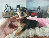 Blk tan tri girl Hand Delivery , a female Chihuahua for sale in Carthage, TX – 2 of 8