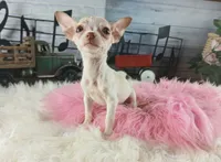 Micro teacup girl white. Hand Delivery , a female Chihuahua for sale in Carthage, TX – 2 of 9