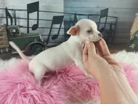White teacup girl. Hand delivery , a female Chihuahua for sale in Carthage, TX – 8 of 8