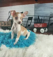 Teacup fawn white boy. Hand Delivery , a male Chihuahua for sale in Carthage, TX – 2 of 10