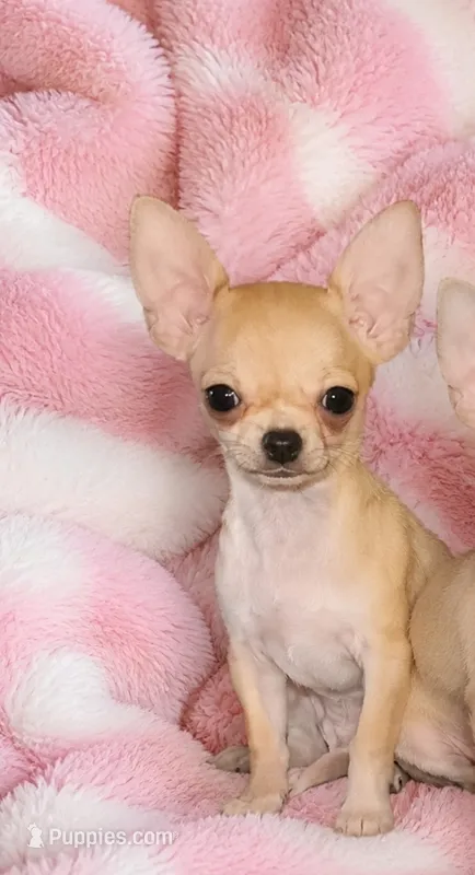Blue fawn teacup applehead. Hand delivery  – Chihuahua puppy for sale in Carthage, TX