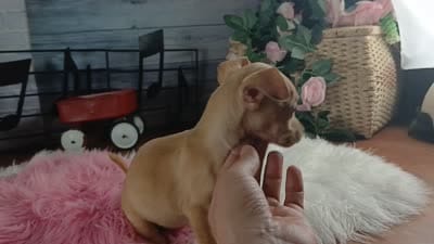 Light fawn girl chi. Hand delivery , a female Chihuahua for sale in Carthage, TX – 8 of 8