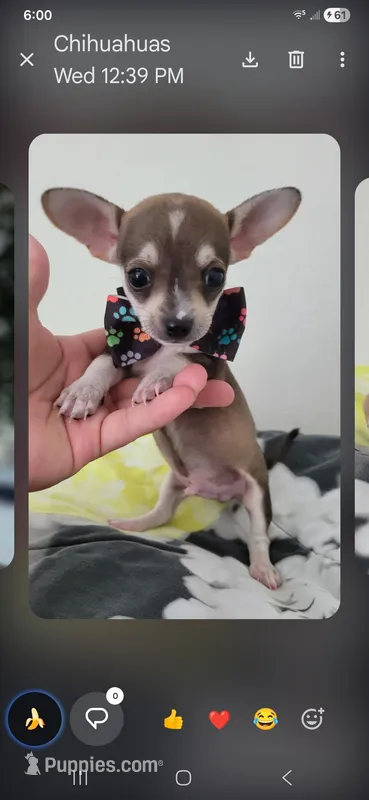 Brown and tan Chi boy. Hand delivery – Chihuahua puppy for sale in Carthage, TX