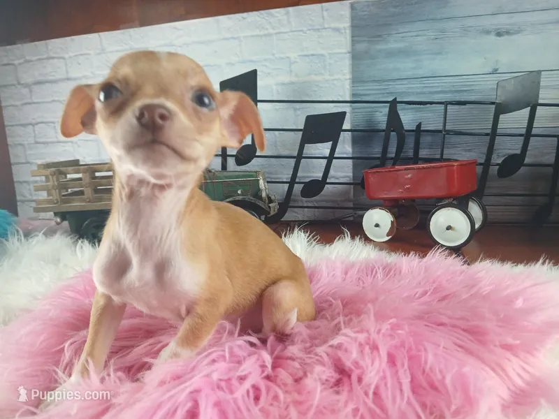 Teacup fawn girl white 2 – Chihuahua puppy for sale in Carthage, TX