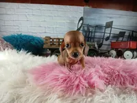 Suzies Teacup red girl.  Hand Delivery , a female Miniature Dachshund for sale in Carthage, TX – 1 of 10