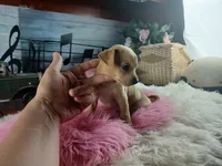 Autumns fawn girl. Hand Delivery , a female Chihuahua for sale in Carthage, TX – 2 of 7