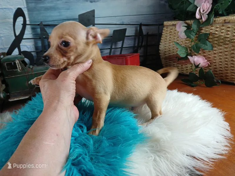 Autumns fawn boy. Hand Delivery  – Chihuahua puppy for sale in Carthage, TX