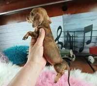 Suzies Teacup red girl.  Hand Delivery , a female Miniature Dachshund for sale in Carthage, TX – 7 of 10