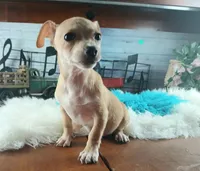 Popcorns blue dot boy. Hand delivery, a male Chihuahua for sale in Carthage, TX – 5 of 5