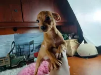 Red girl chi 6 lb. Hand Delivery , a female Chihuahua for sale in Carthage, TX – 2 of 6