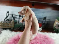 Sugars chocolate nose white girl. Hand delivery , a female Miniature Dachshund for sale in Carthage, TX – 5 of 5
