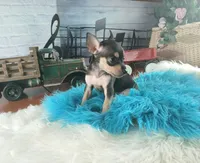 Haleys blk and tan boy. Hand Delivery , a male Chihuahua for sale in Carthage, TX – 6 of 10