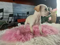 White Chi girl 2. Hand delivery, a female Chihuahua for sale in Carthage, TX – 3 of 7