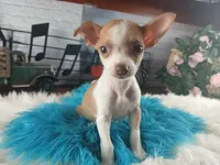 Teacup fawn white boy. Hand Delivery , a male Chihuahua for sale in Carthage, TX – 1 of 10