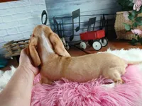 Sugar Pies cream girl. Hand Delivery , a female Miniature Dachshund for sale in Carthage, TX – 7 of 9
