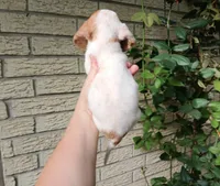 Sugar's white red dapple boy. Hand delivery, a male Miniature Dachshund for sale in Carthage, TX – 2 of 7