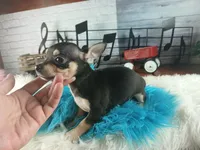 Blk white tri boy tiny Hand Delivery , a male Chihuahua for sale in Carthage, TX – 6 of 7