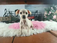 White Chi girl 2. Hand delivery, a female Chihuahua for sale in Carthage, TX – 1 of 7