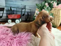 Sugars red girl. Hand delivery , a female Miniature Dachshund for sale in Carthage, TX – 5 of 6