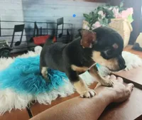 Blk tan tri boy B Hand Delivery , a male Chihuahua for sale in Carthage, TX – 5 of 7