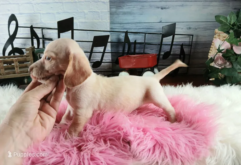 Sugars chocolate nose white girl. Hand delivery  – Miniature Dachshund puppy for sale in Carthage, TX