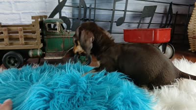 Suzies chocolate boy. Hand Delivery , a male Miniature Dachshund for sale in Carthage, TX – 7 of 7