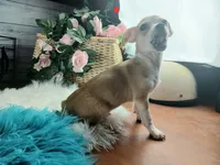 Popcorns red dot male. Hand delivery, a male Chihuahua for sale in Carthage, TX – 7 of 7