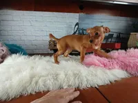 Red girl chi 6 lb. Hand Delivery , a female Chihuahua for sale in Carthage, TX – 5 of 6