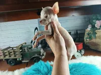 Vanillas cream teacup boy. Hand Delivery , a male Chihuahua for sale in Carthage, TX – 2 of 10