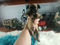 Long hair boy chi light. Hand Delivery , a male Chihuahua for sale in Carthage, TX – 5 of 8