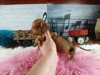 Suzies Teacup red girl.  Hand Delivery , a female Miniature Dachshund for sale in Carthage, TX – 2 of 10