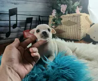Haleys Cream boy. Hand Delivery , a male Chihuahua for sale in Carthage, TX – 3 of 8