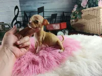 Vanillas fawn teacup girl. Hand Delivery , a female Chihuahua for sale in Carthage, TX – 9 of 10