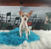 Teacup fawn white boy. Hand Delivery , a male Chihuahua for sale in Carthage, TX – 5 of 10